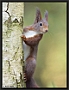 Eekhoorn, Red Squirrel, Sciurus vulgaris Location: Hof van Twente, the Netherlands eekhoorn MG 0432 kopie